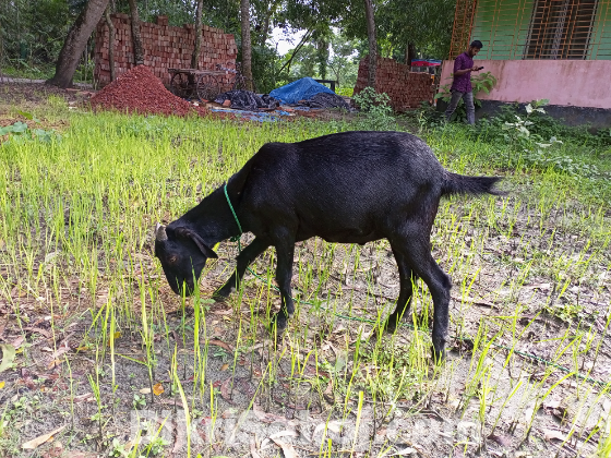 দেশি বড় খাশি